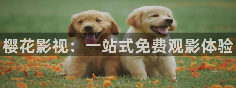 妈妈的朋友们可可影视
