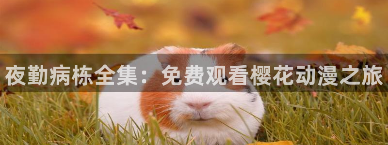 星空传媒免费观看